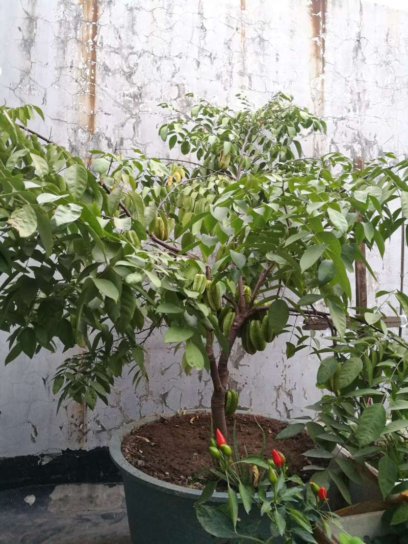 种了一年,证明杨桃是适合盆栽的好东西