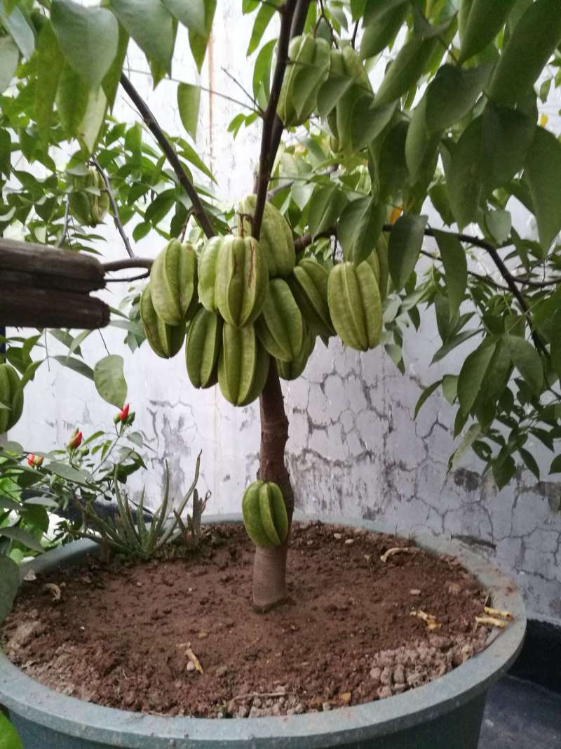 种了一年,证明杨桃是适合盆栽的好东西