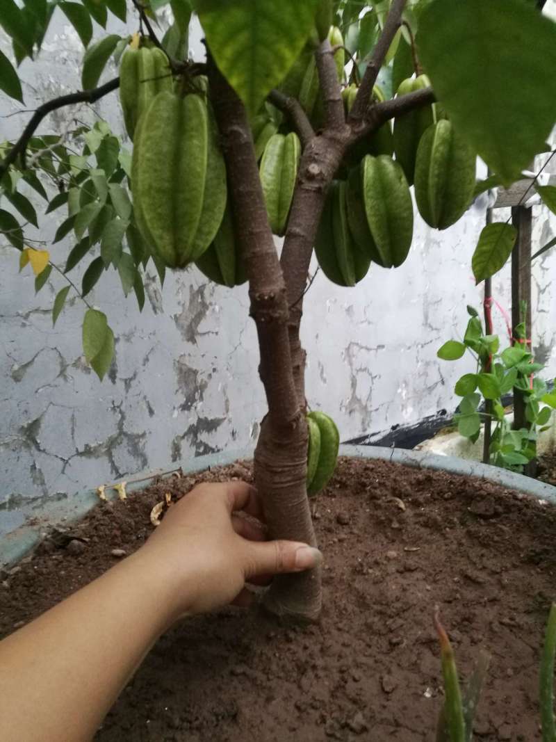 种了一年,证明杨桃是适合盆栽的好东西