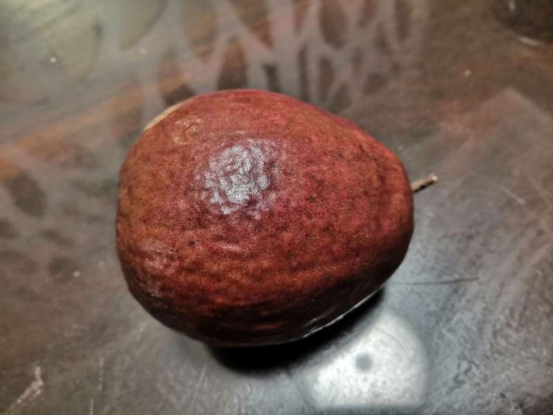 今天摘一个超漂亮的紫果番石榴.