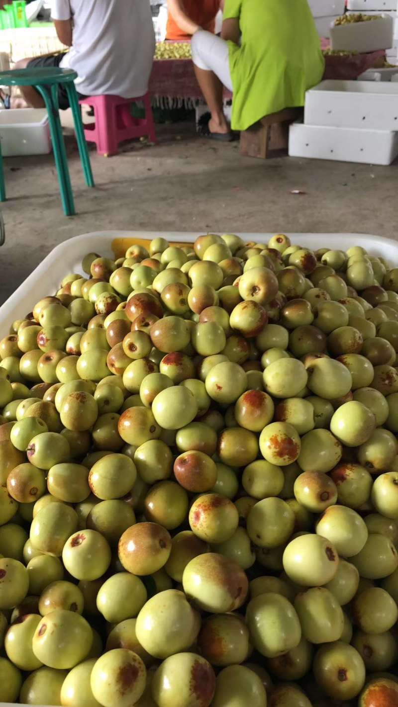 大蜂蜜罐枣果图