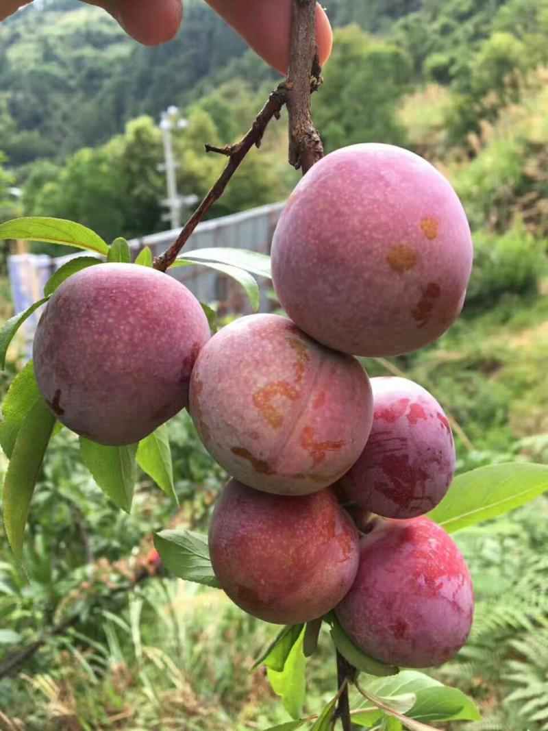 桃形李怎样正确修剪? - 李树论坛 - 水果邦农人之家论坛