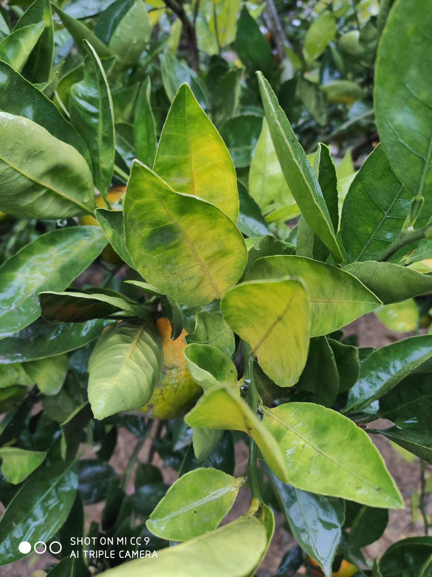 红鼻子果一定是得了黄龙病吗?