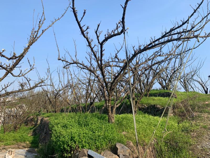 种植嵊州桃形李需要注意的几个问题