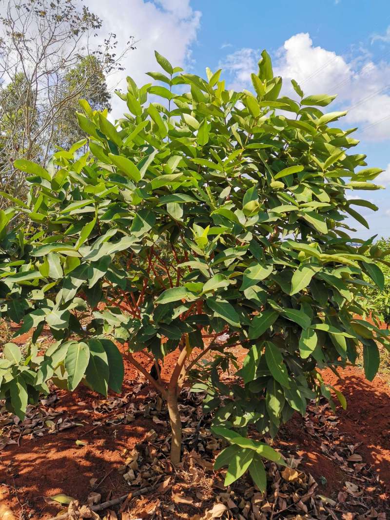 莲雾现在能催花吗