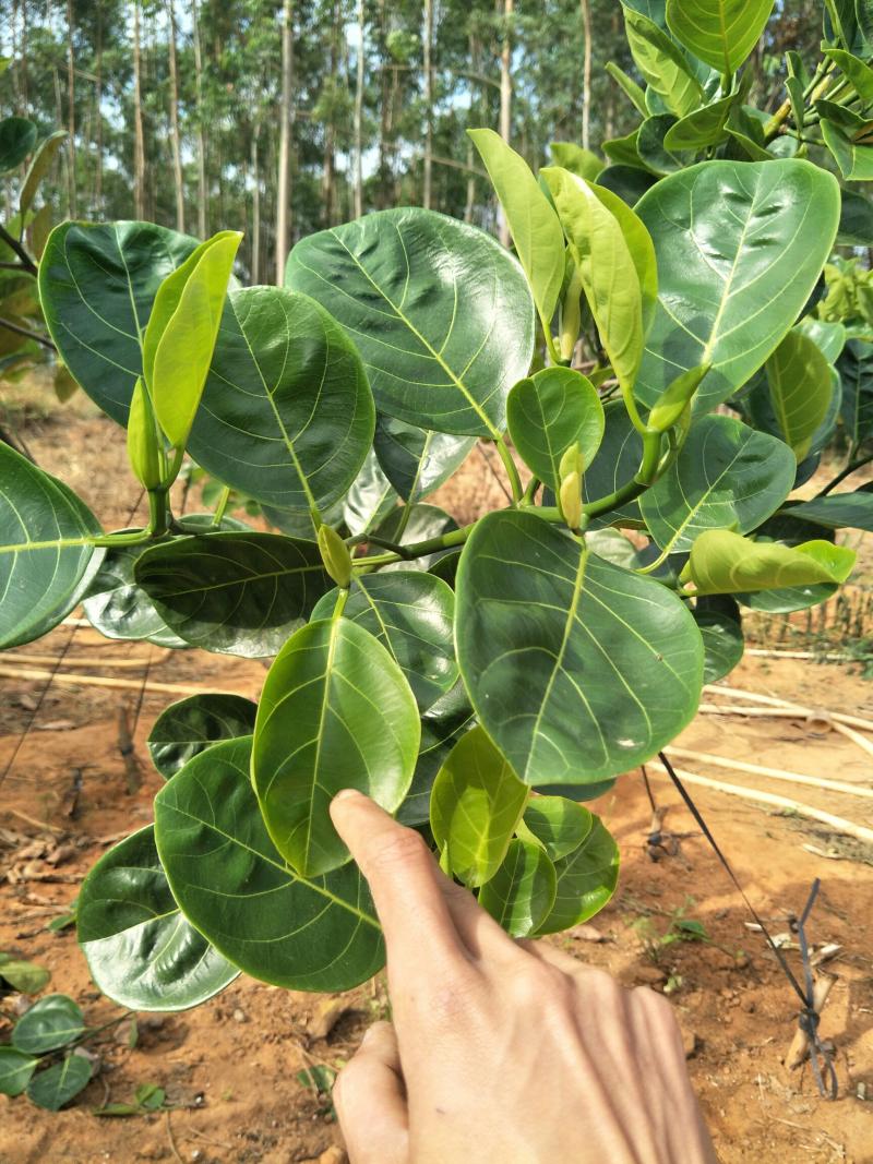 这个常有菠萝蜜苗嫁接了16天了,,可以成活吗?带叶接的,套袋在上面