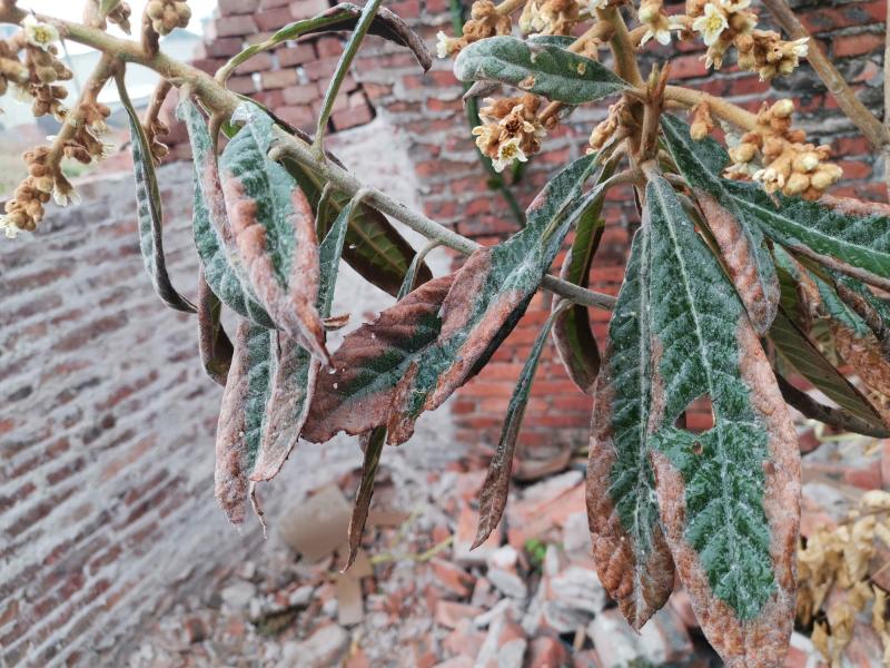 叶子干枯,花却爆满.