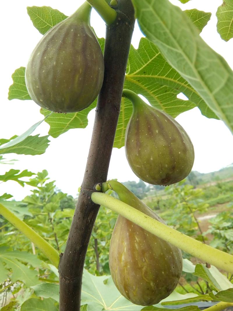 【铅笔记】新年第一天,新一批芭劳奈杯苗开始培育 - 无花果论坛