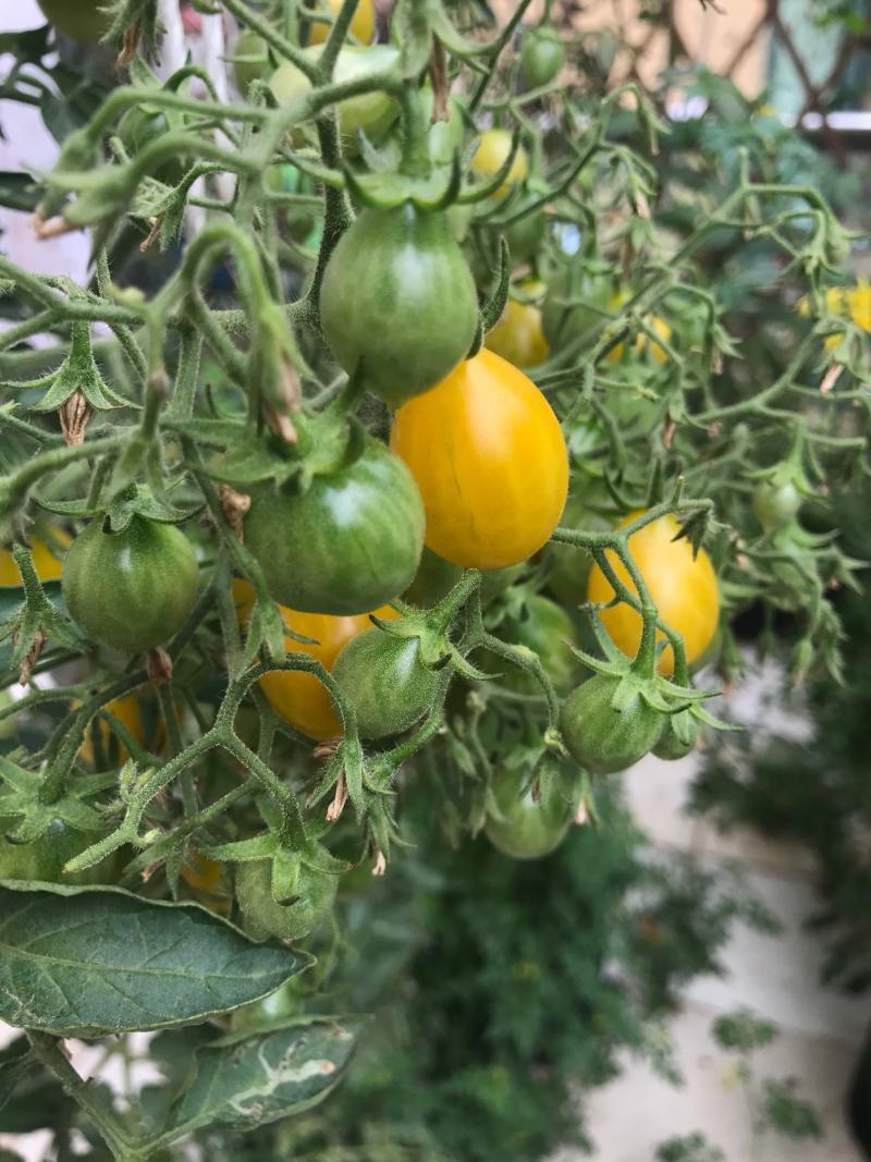 艾迪和醋栗 - 番茄论坛 - 水果邦农人之家