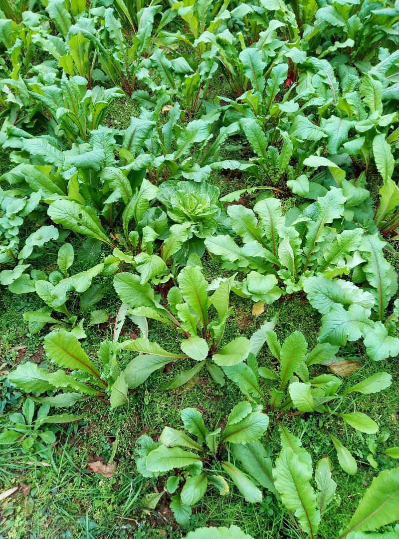 冬天 农村 蓝莓树
