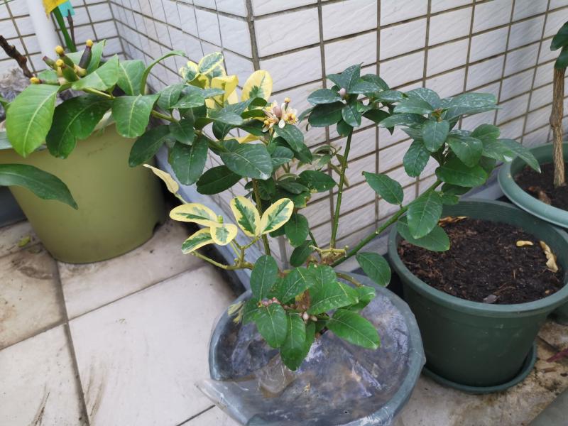 2合1,花叶 柠檬开花了,今年刚刚开花.