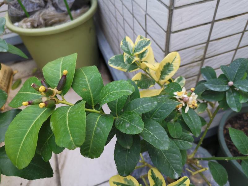 2合1,花叶 柠檬开花了,今年刚刚开花.