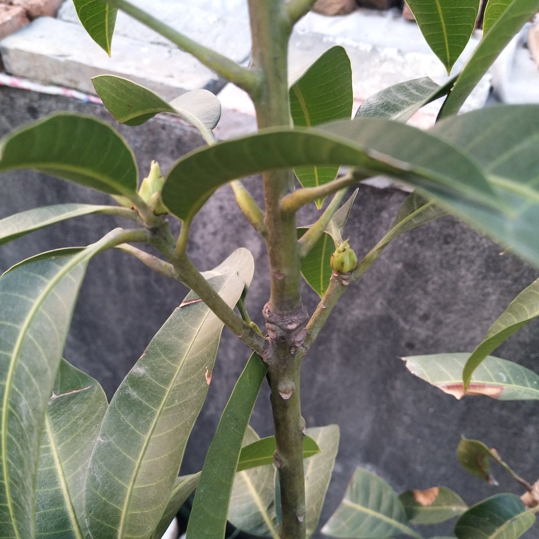 浙江温州芒果种下一个月了,这是发芽了吗?
