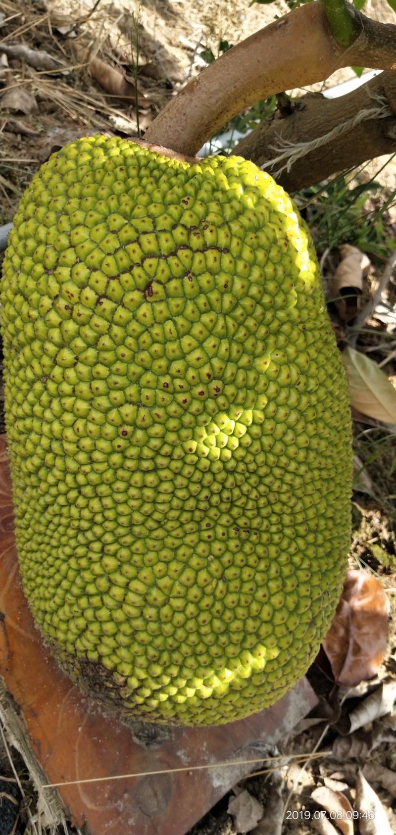 泰国菠萝蜜12号