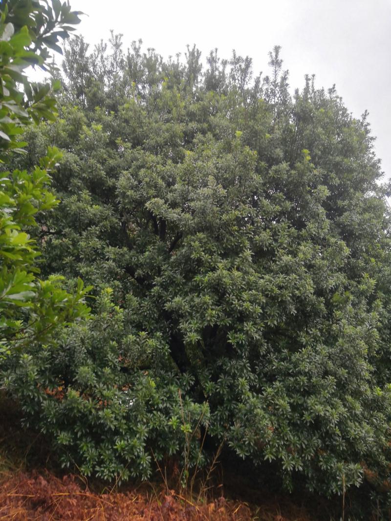 超级荸荠种杨梅树