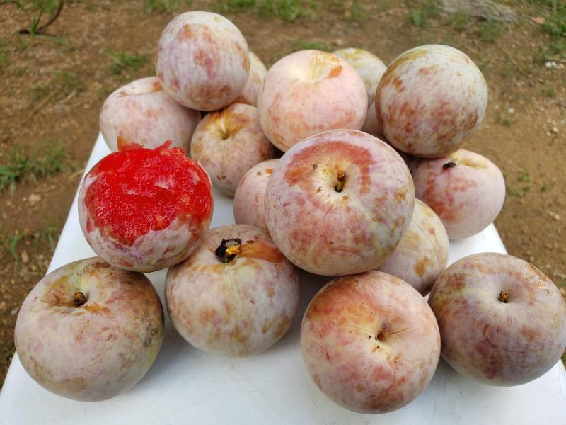 美国杏李(引进三年)在山东沂源的表现