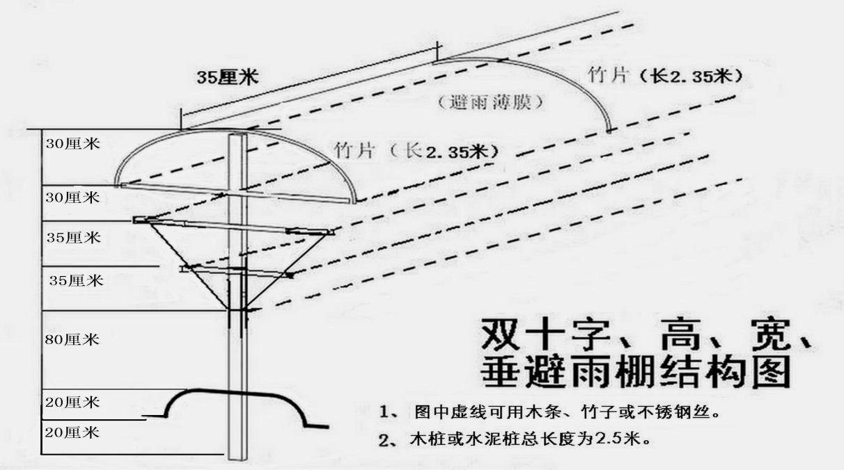 搭建葡萄架,这几种小技巧,你还不知道吧