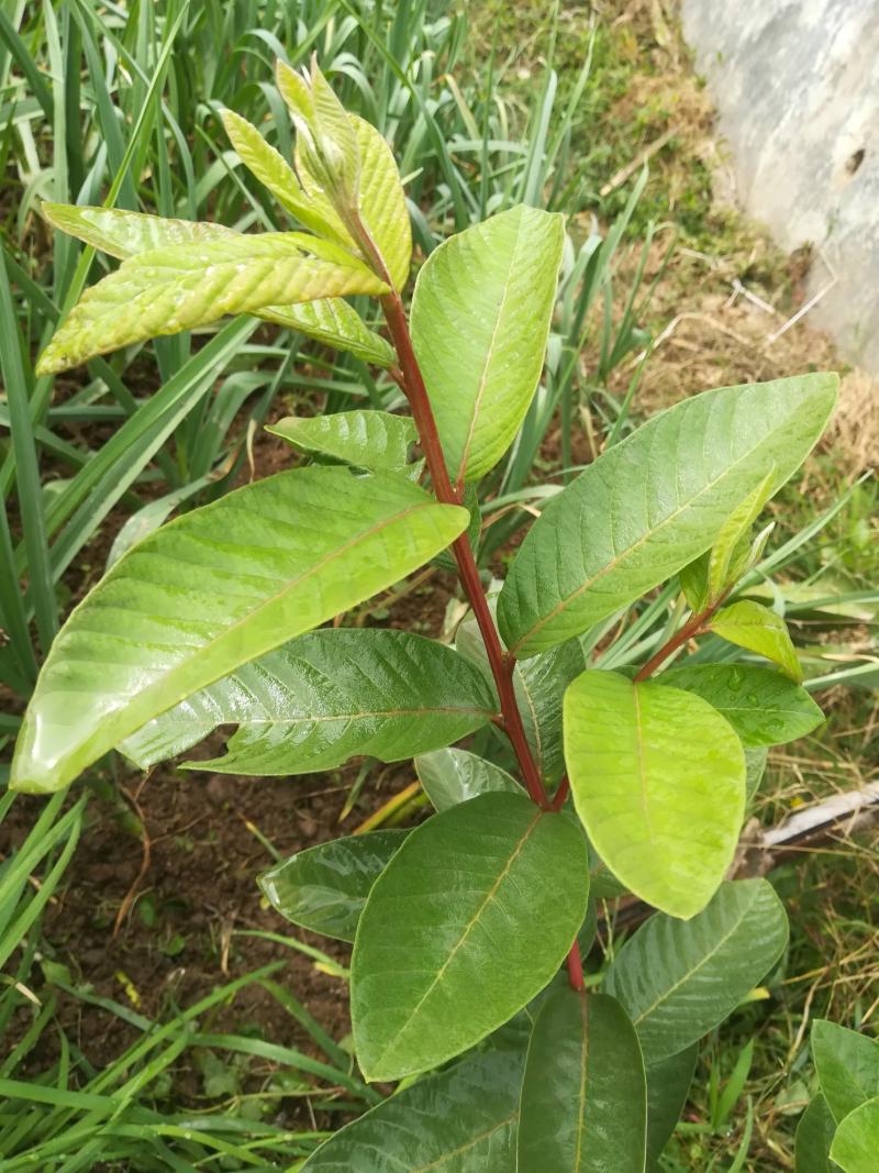 果树区≡ 69 番石榴论坛 69 回家过春节,看看7月份年种籽的物胭脂