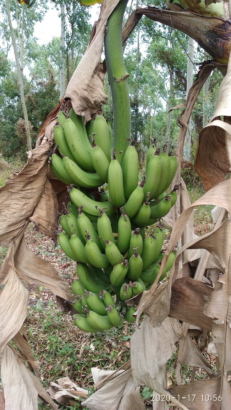 过年吃的矮香蕉由现蕾到今天五个多月,割一把,树上泛黄了.