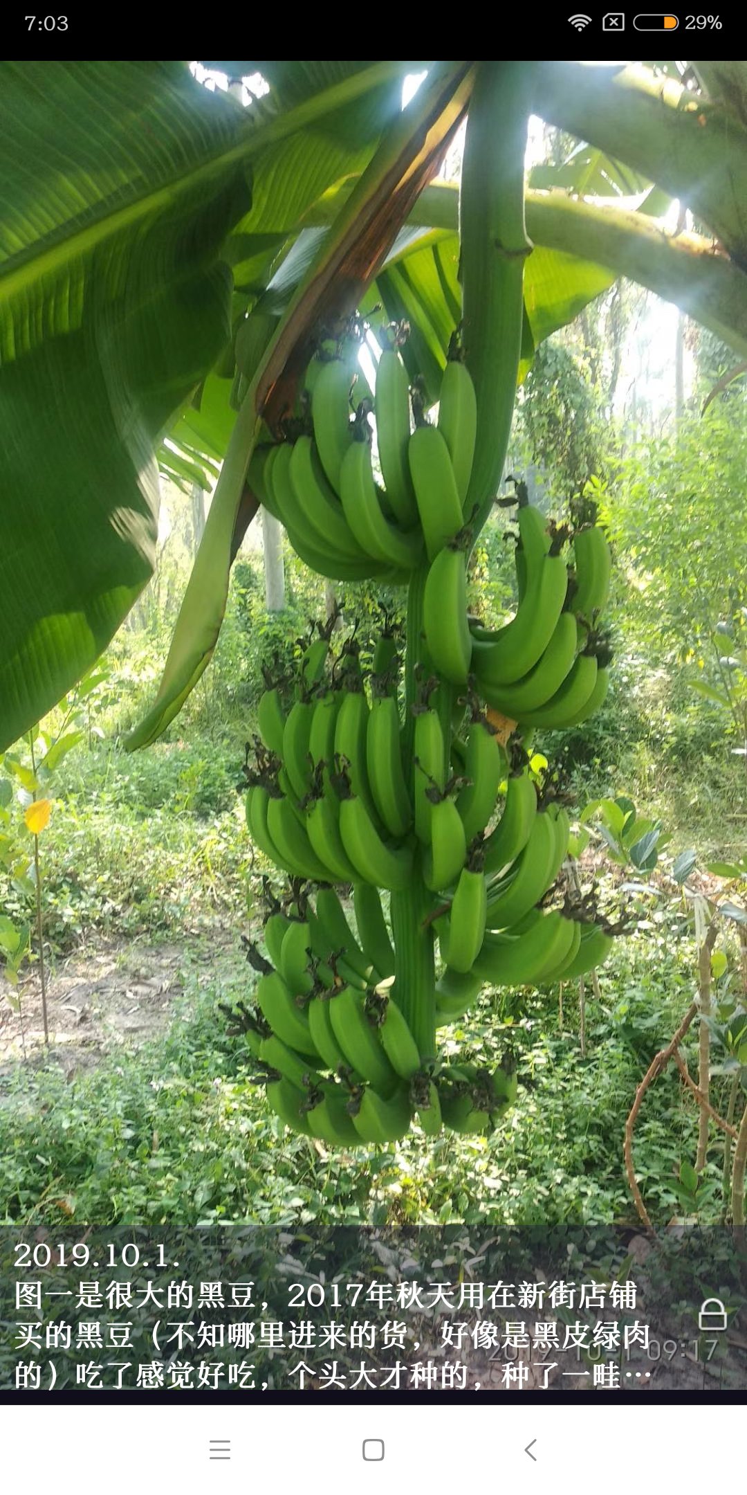 过年吃的矮香蕉由现蕾到今天五个多月,割一把,树上泛黄了.