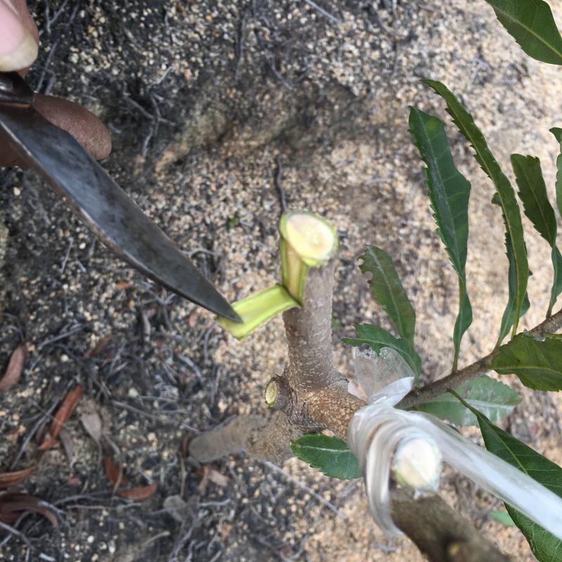 杨梅嫁接方式切接要点