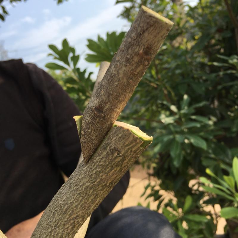 杨梅嫁接方式切接要点