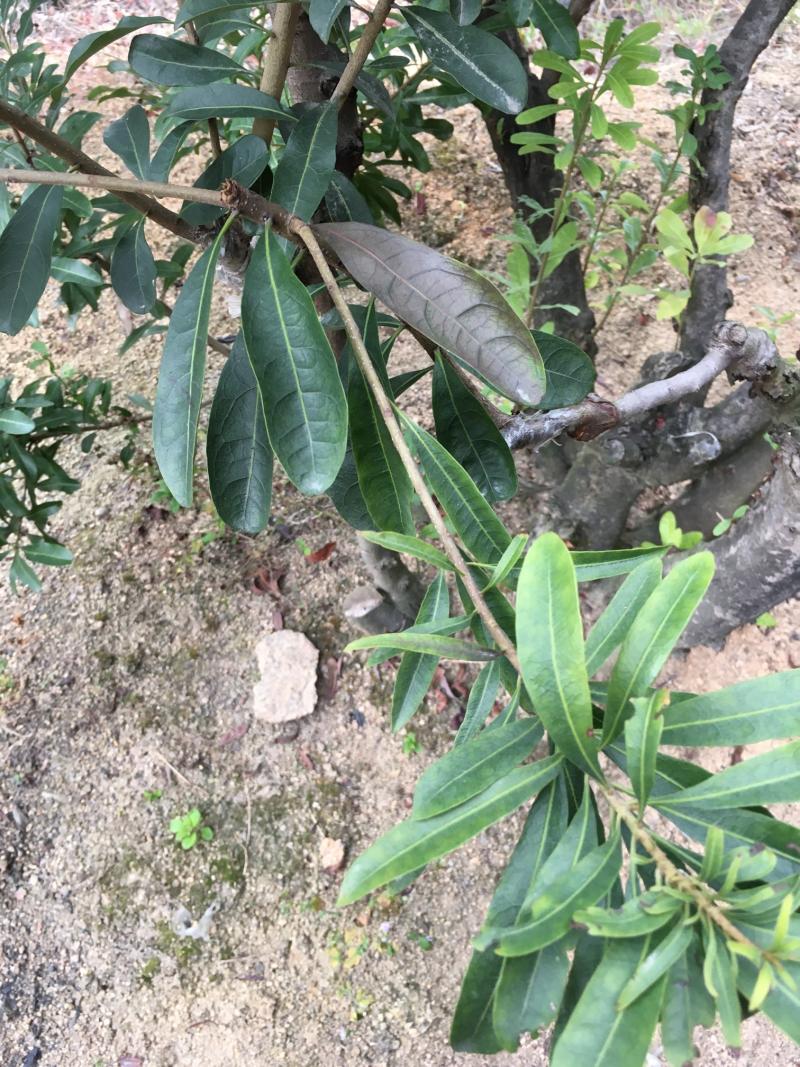 黑晶杨梅高接一年长势