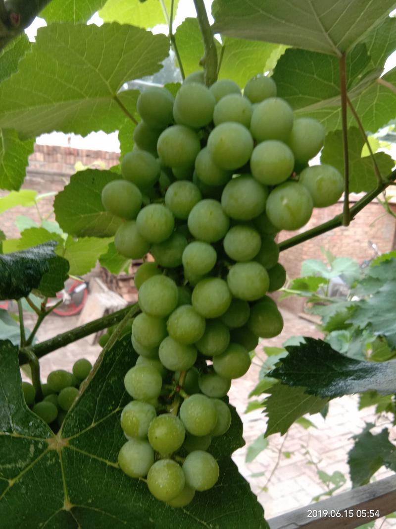 菩提- 葡萄论坛 - 水果邦农人之家论坛