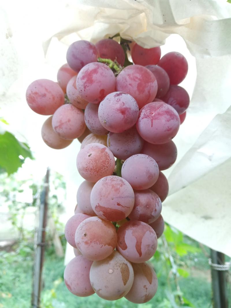 论坛 69 ≡北方果树区≡ 69 葡萄论坛 69 丛林玫瑰早期长势,座