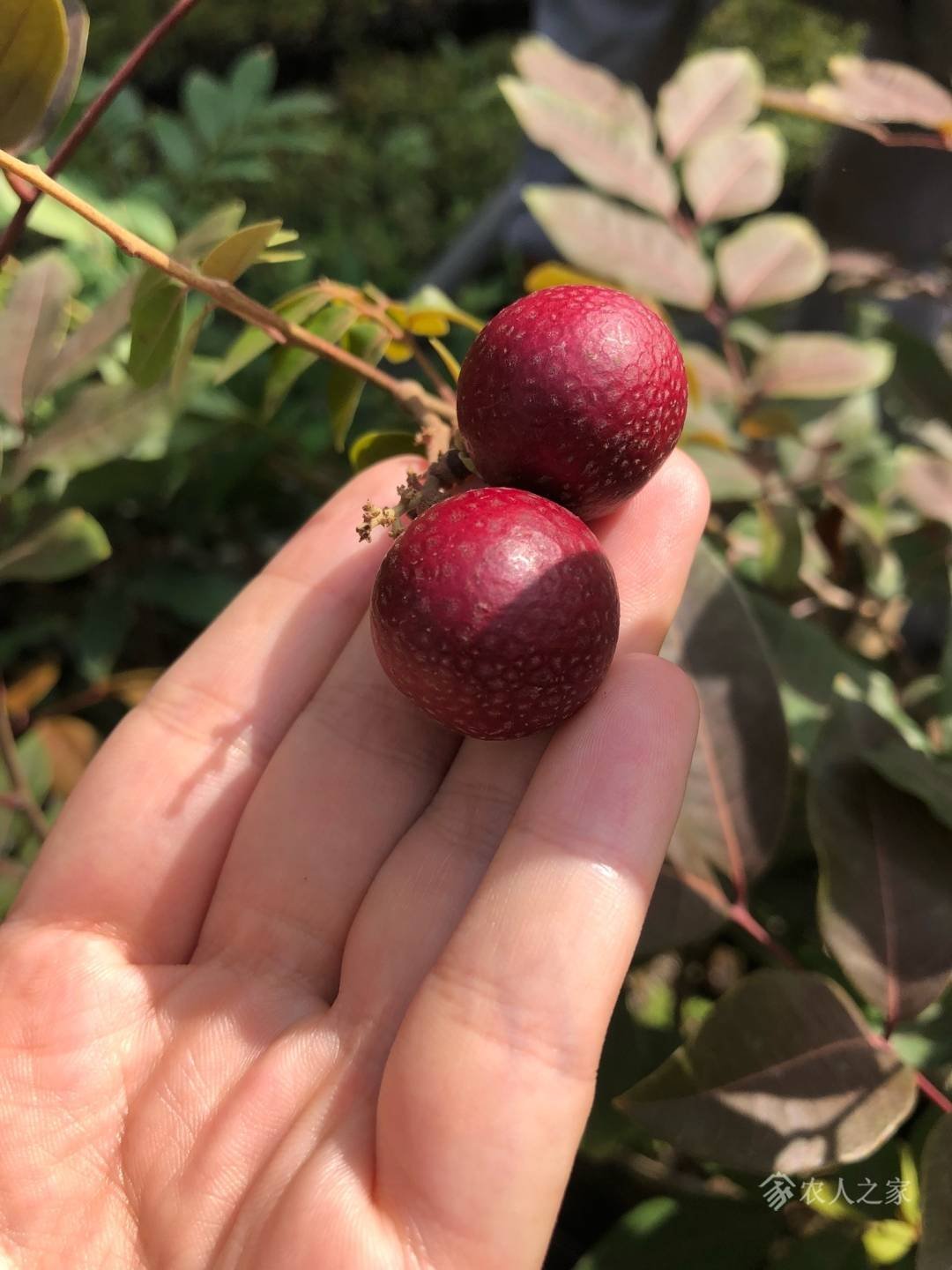 最小的那颗,红皮龙眼,花了我好多心思