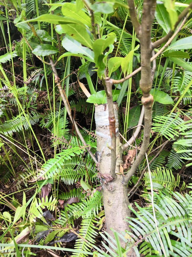 温岭大叶大果杨梅嫁接一年长势