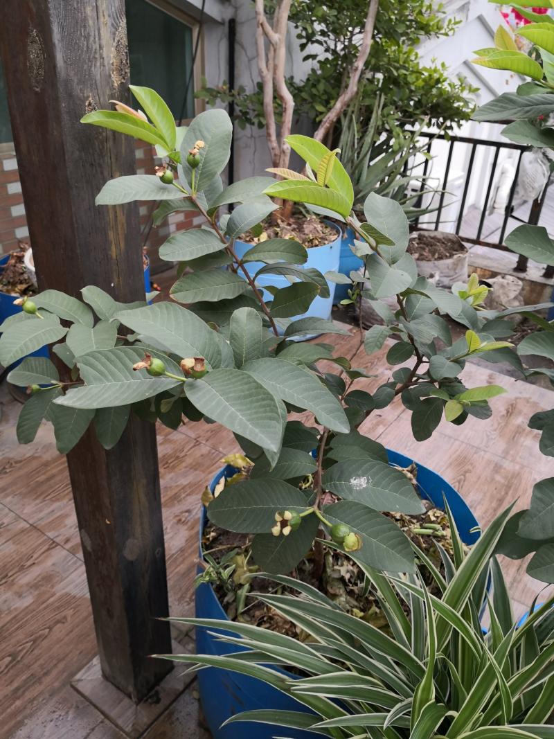 202002三棵番石榴