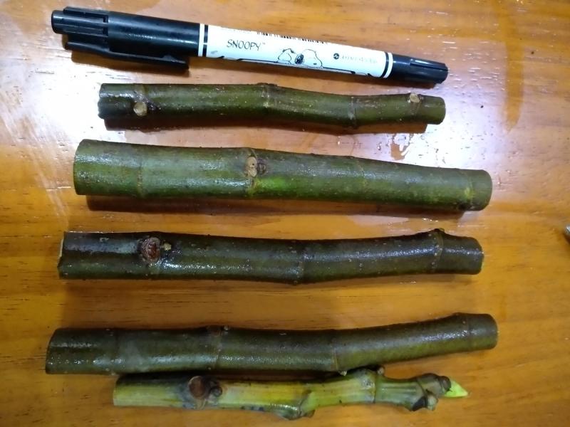嫁接枝条,种类_大山谷图库