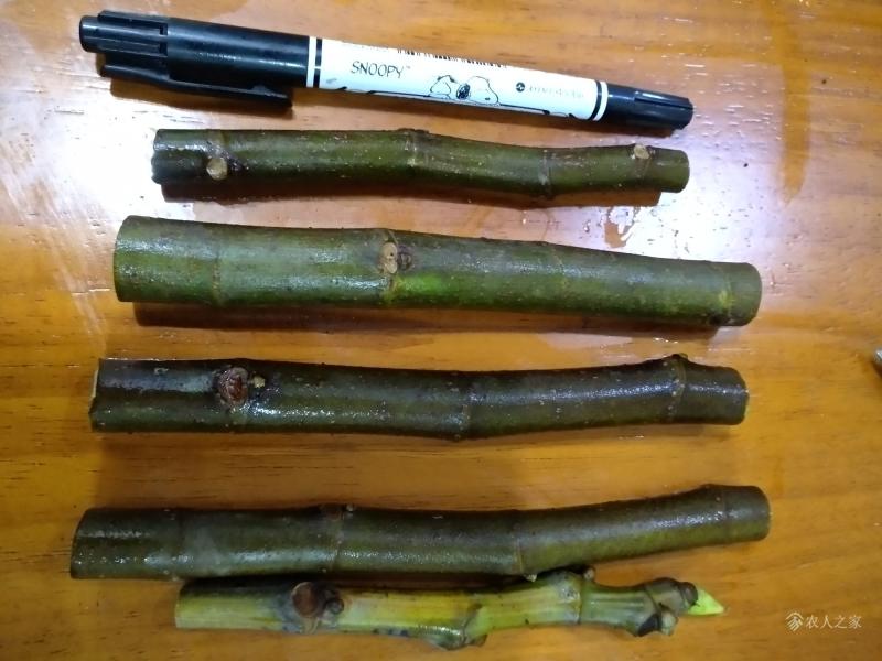 嫁接枝条,种类_大山谷图库