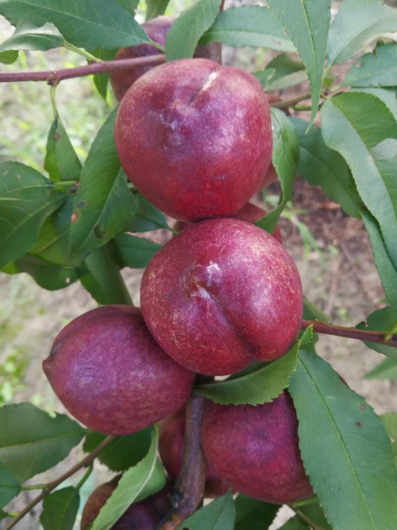 紫桃还真没见过!  是个不错的特色品种