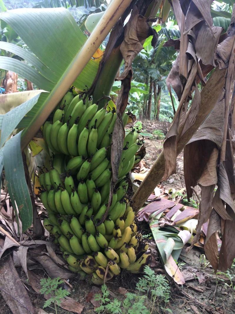 云南元江河谷小镇蛮耗的山地矮粉蕉与香蕉种植实拍