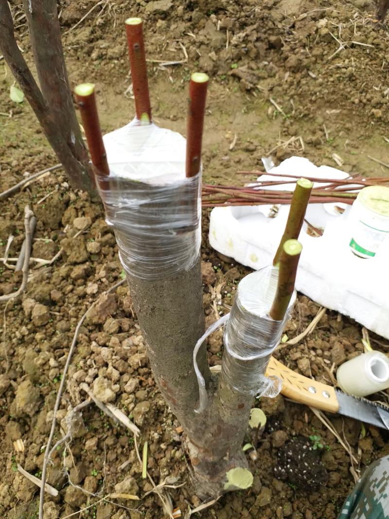 好像天冷大家不活动了,来一波嫁接作业! - 乌饭树 - 水果邦农人之家论