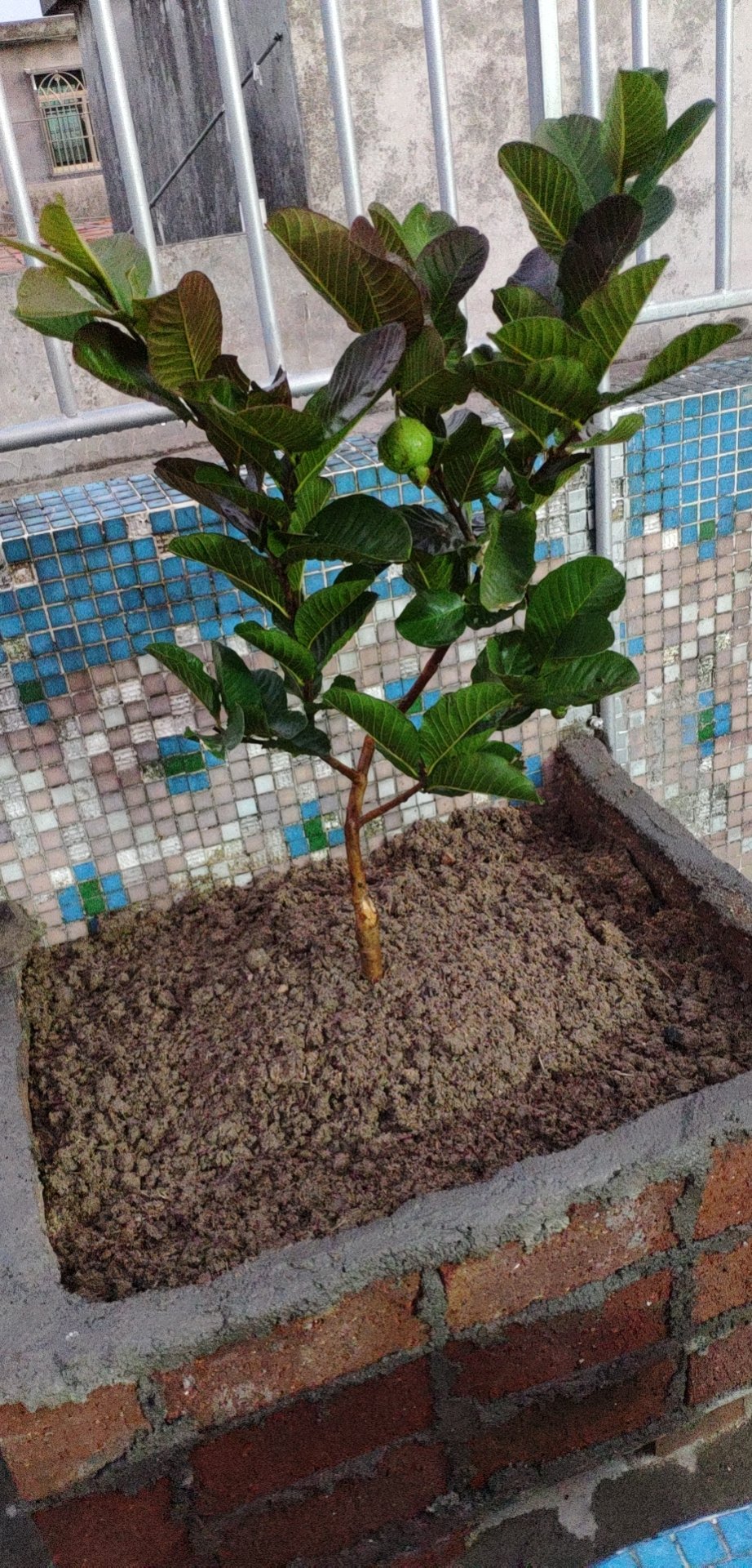 番石榴盆栽种植方法图片