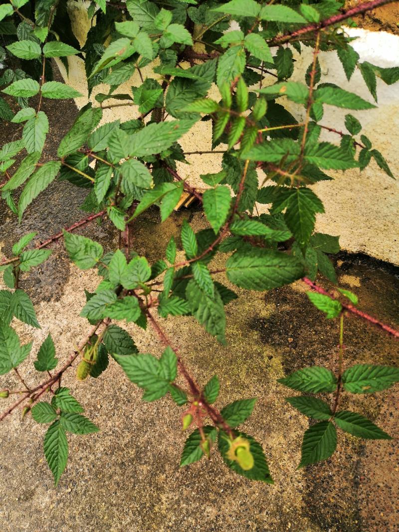 红腺悬钩子结果了