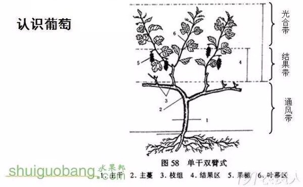 葡萄的树体结构