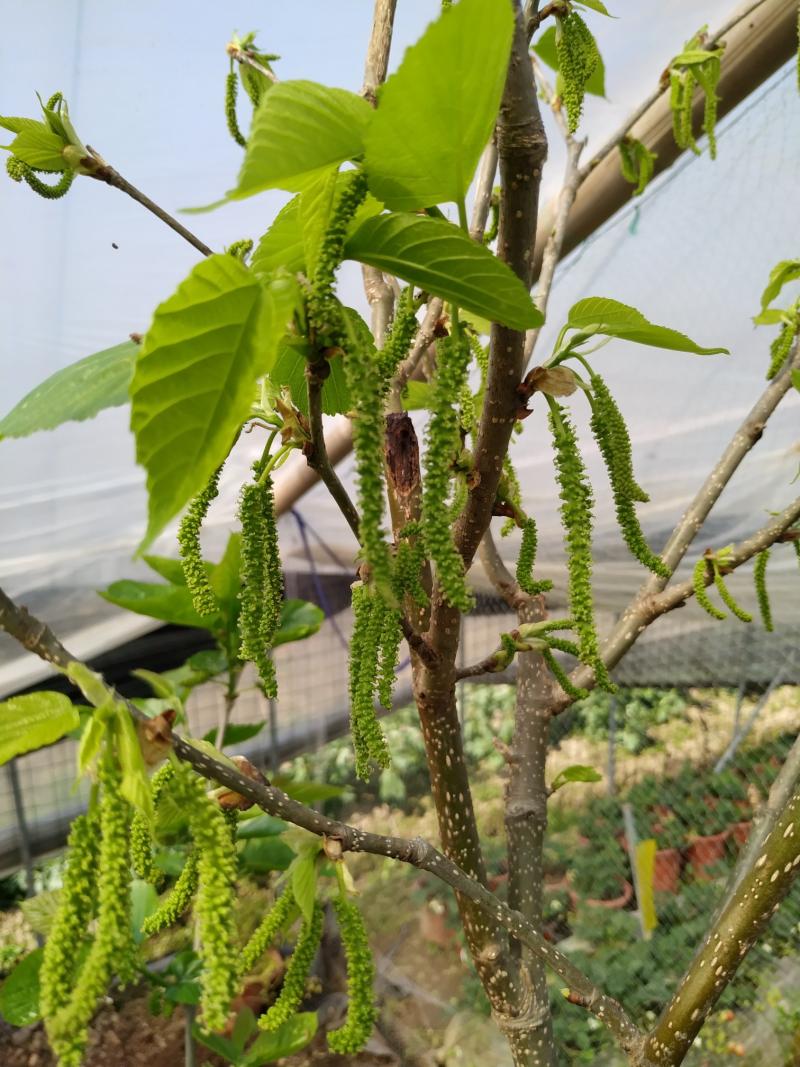 论坛 69 ≡北方果树区≡ 69 果桑论坛 69 长果桑没花,没花啊!