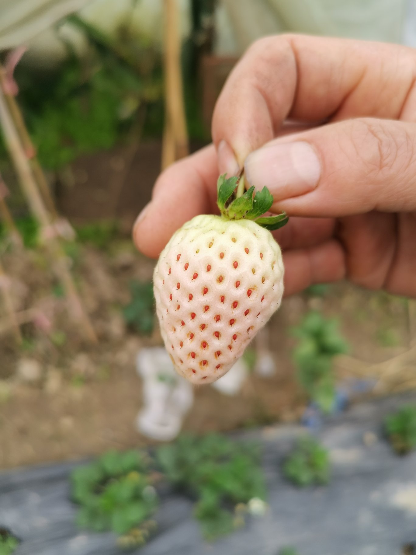 两种白草莓,品种分不清?