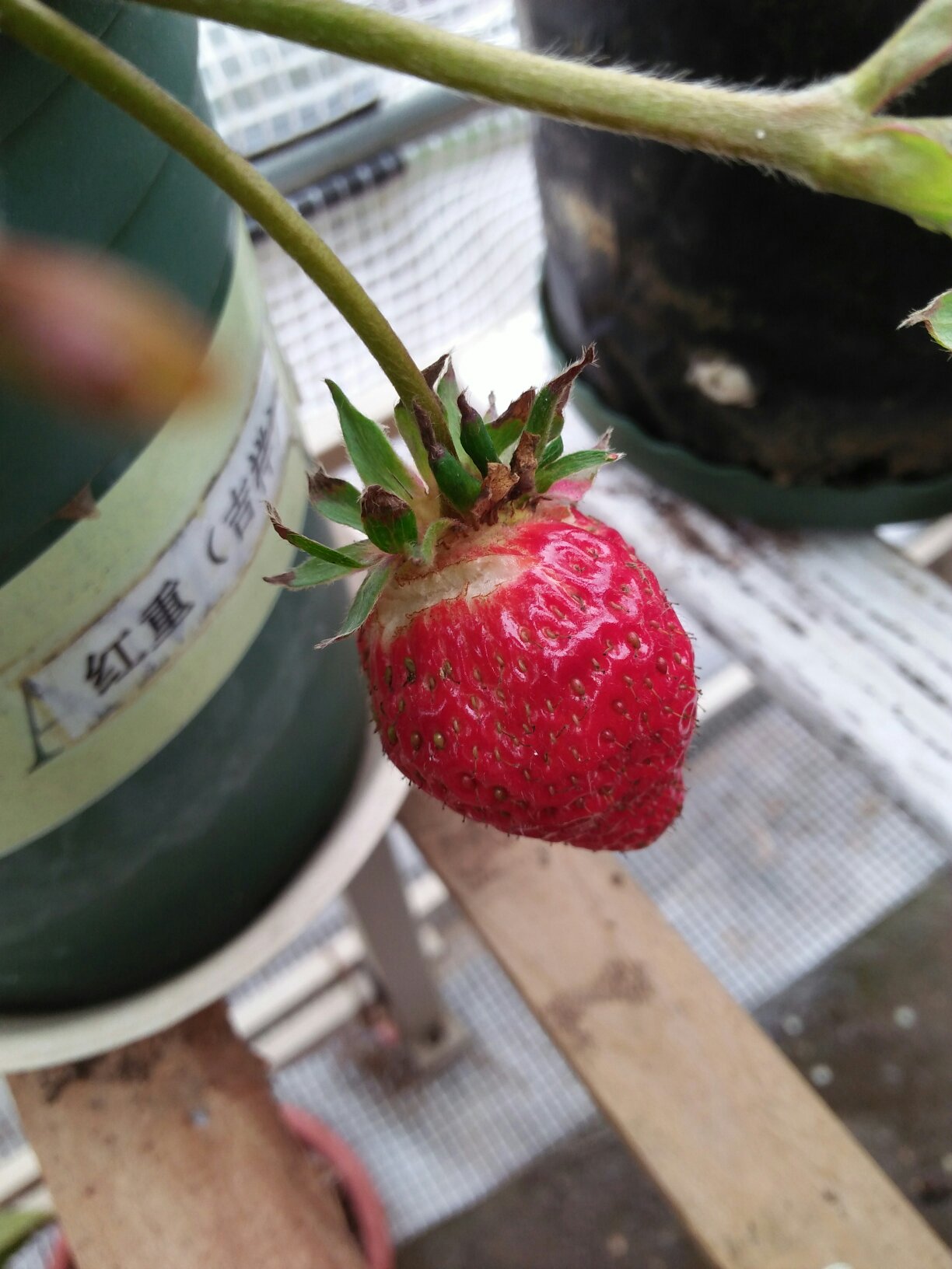 草莓果蒂图片