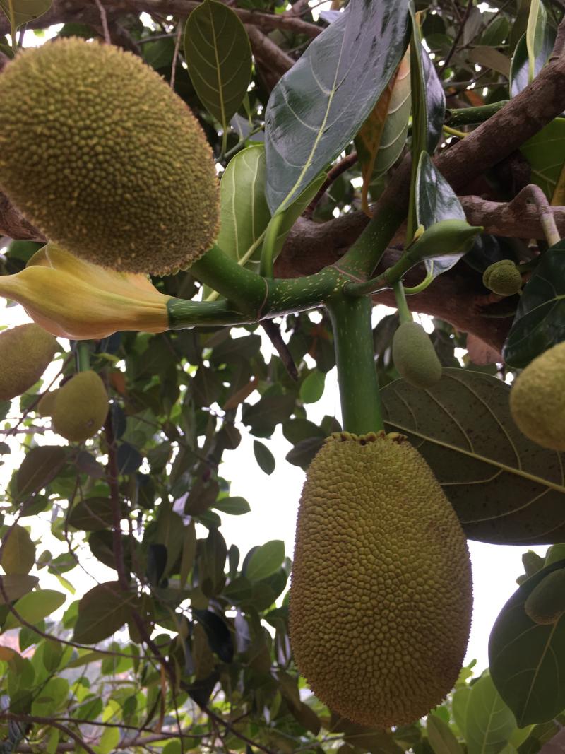 常有无胶菠萝果