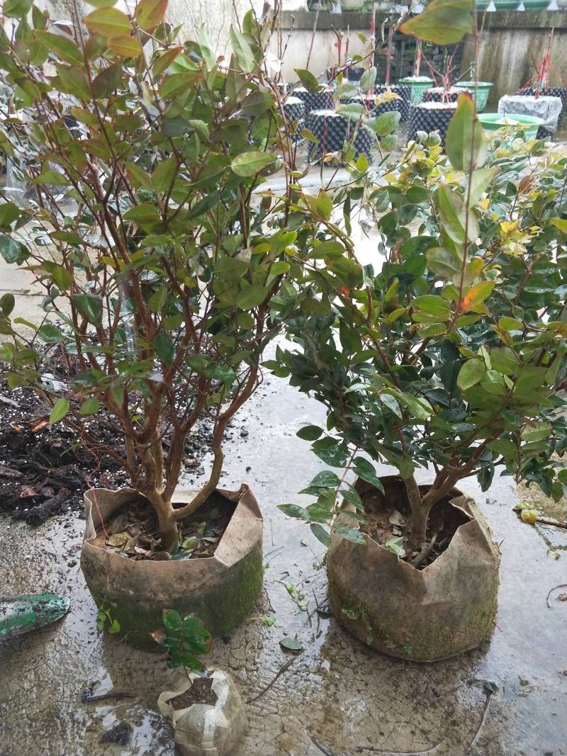 闽南大学120块大洋入手的福冈树葡萄大家来评评理是不是值得