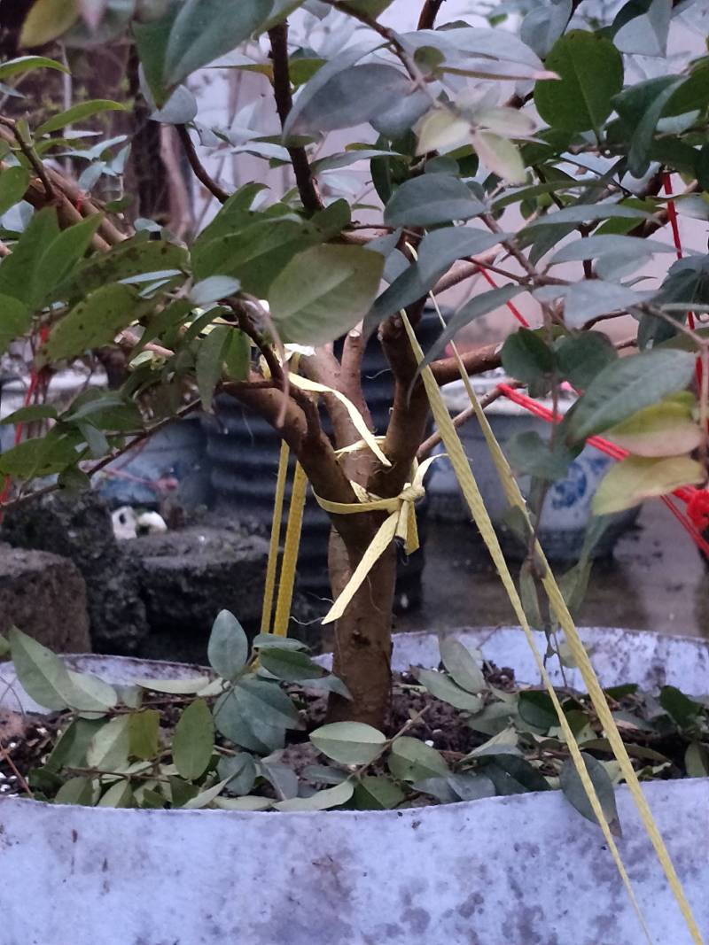 闽南大学120块大洋入手的福冈树葡萄大家来评评理是不是值得