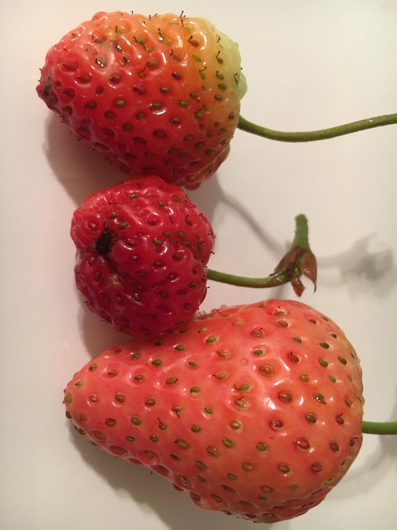 阳春白雪与贵妃草莓