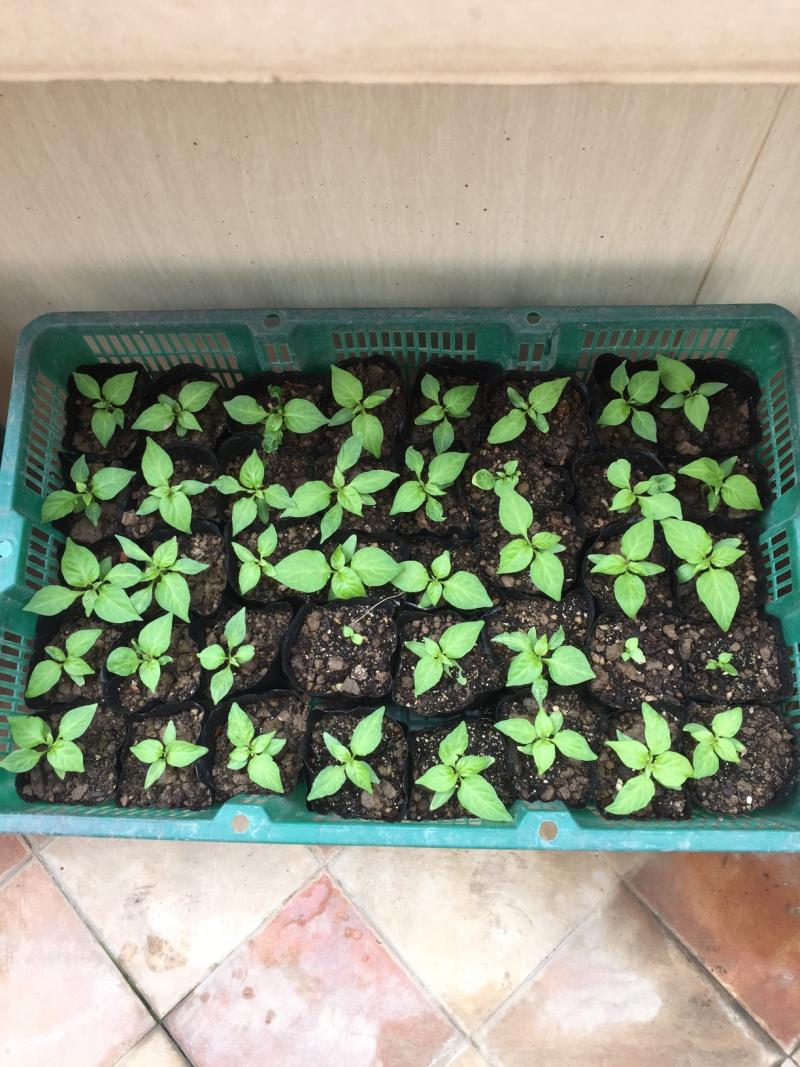 更新,魔鬼辣椒苗在成长,想要的联系我