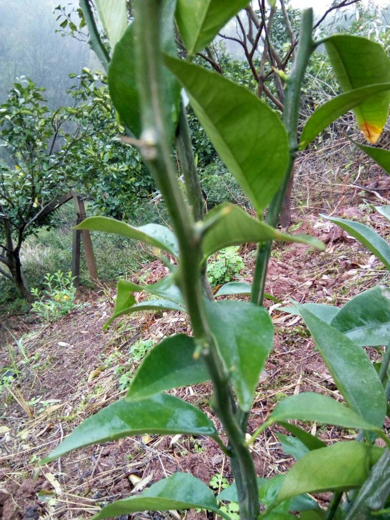 嫁接的沃柑苗带刺吗?请帮助留言一下非常感谢了