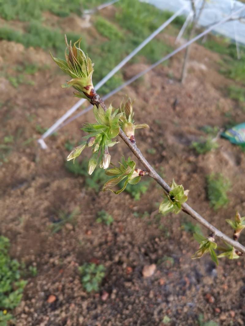 大樱桃砧木开花了?